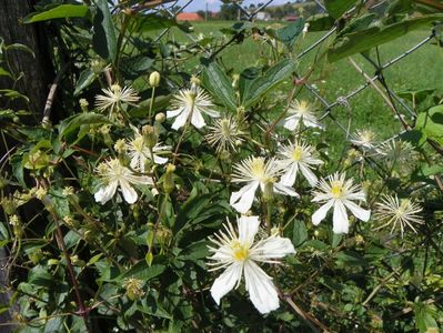 clematis Summer Snow