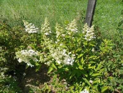 hydrangea Grandiflora