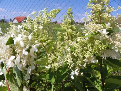 hydrangea Grandiflora