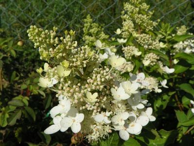 hydrangea Grandiflora