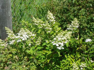 hydrangea Grandiflora