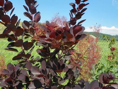 cotinus coggyria Royal Purple