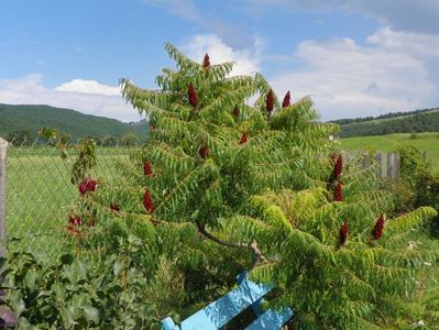 rhus typhina