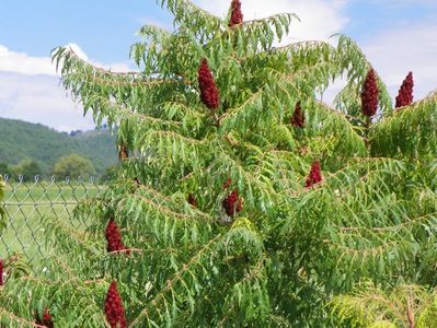 rhus typhina