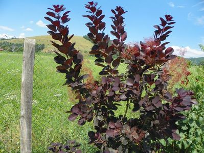 cotinus coggyria Royal Purple