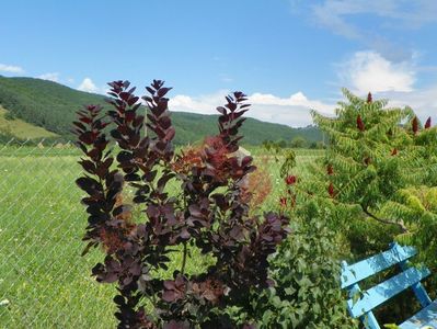 cotinus coggyria Royal Purple si rhus typhina