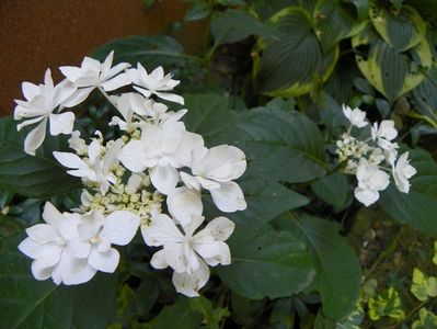 hydrangea macr. Coco