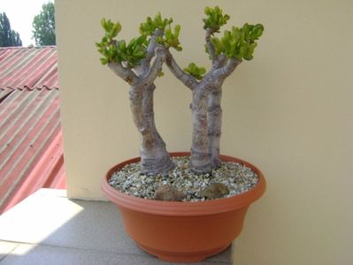 Crassula ovata hobbit