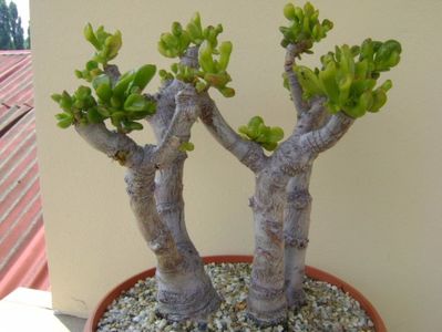 Crassula ovata hobbit