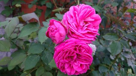 Rose de Rescht-15ron; trandafir de dulceata, anul1
