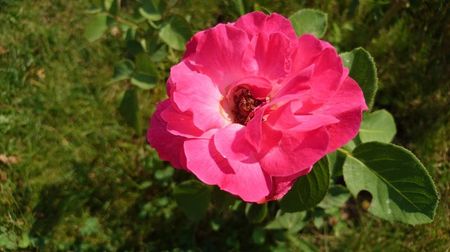 Gulliver Rosa gallica