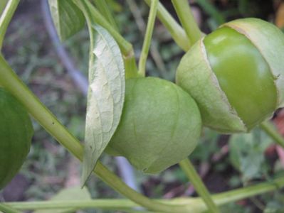 tomatillo