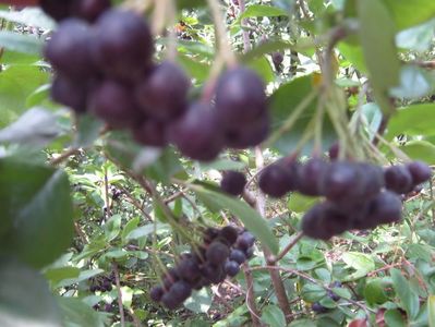 aronia