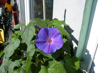 ipomoea learii