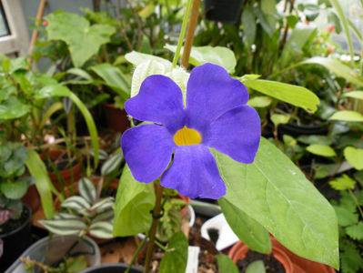 thunbergia batiscombei