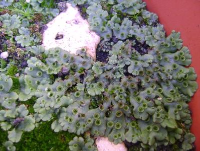 Marchantia polymorpha = Fierea pamantului