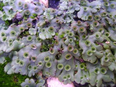 Marchantia polymorpha = Fierea pamantului