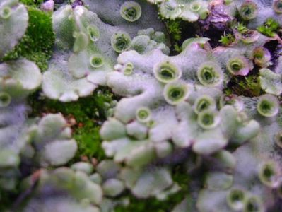 Marchantia polymorpha = Fierea pamantului