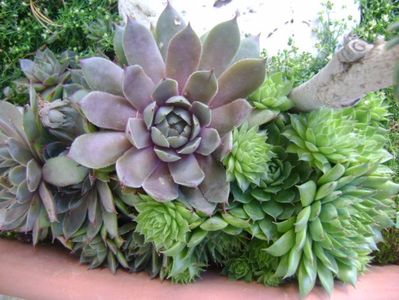 Sempervivum