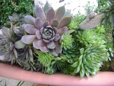 Sempervivum