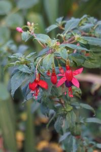 Fucsia de gradina