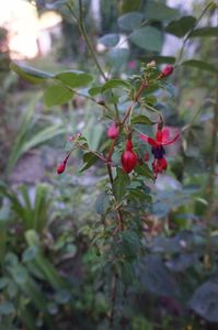 In Elvetia am vazut copacei de fucsia, pe malul unui lac