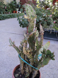 1 aug 2017 .Opuntia monacantha variegata