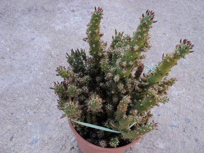 austrocyclindopuntia subulata