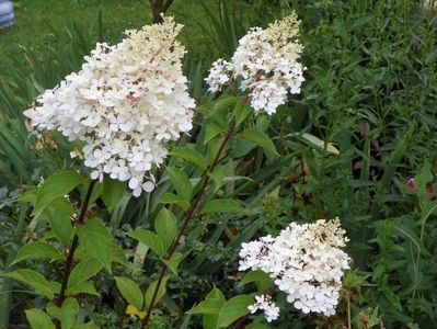 hydrangea pan. Vanille Fraise