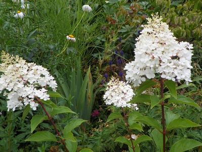 hydrangea pan. Vanille Fraise