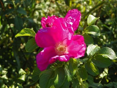 Rugosa Rubra