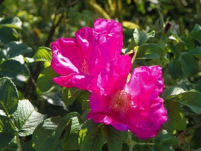 Rugosa Rubra