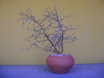 Corokia cotoneaster