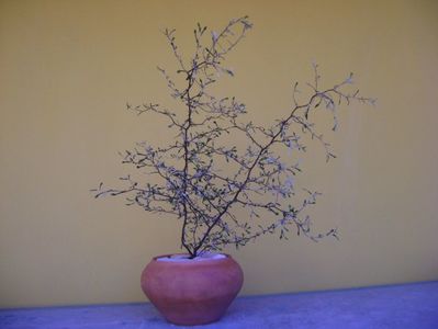 Corokia cotoneaster