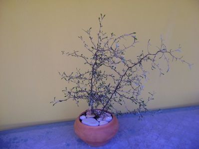 Corokia cotoneaster