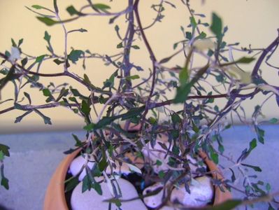 Corokia cotoneaster