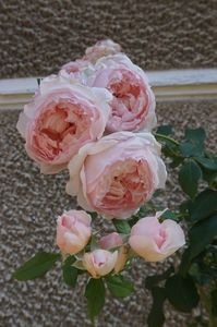 The Wedgwood Rose