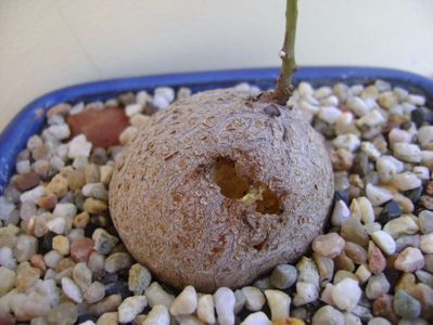 Dioscorea mexicana ciugulita de pasari