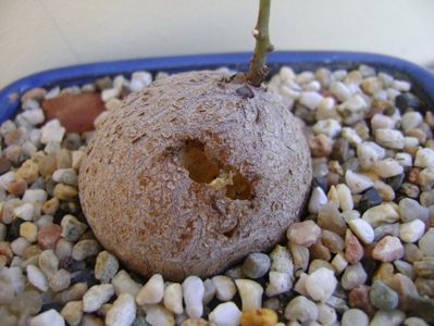 Dioscorea mexicana ciugulita de pasari