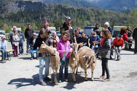 Copii cu rasa Toggenburg-43