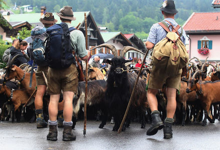 In Bavaria cu caprele pe drum