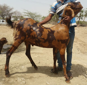 Rasa Sirohi India , tap