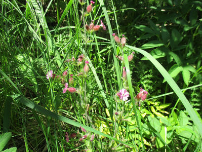 Floricica in padure