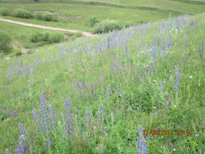 Iarba-Sarpelui in camp