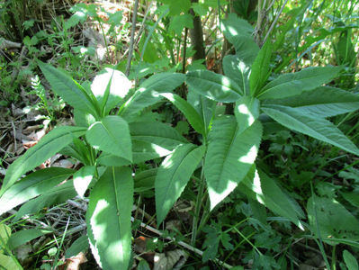 o planta care o mananca bine caprele