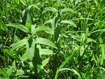 o planta cu flori galbene