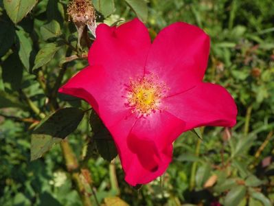 Rose of Picardy