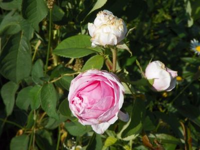 Comte de Chambord