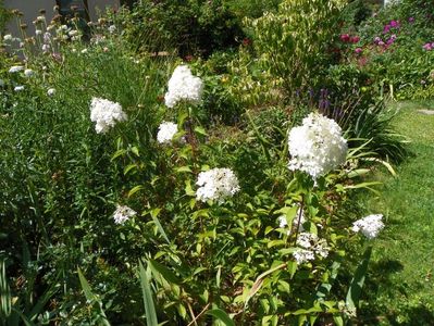 hydrangea pan. Vanille Fraise