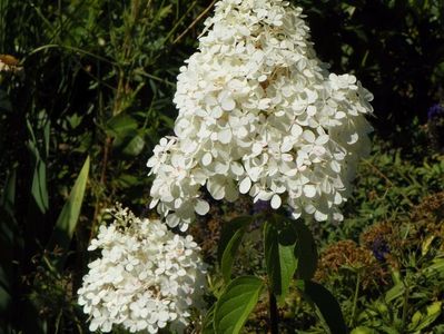 hydrangea pan. Vanille Fraise